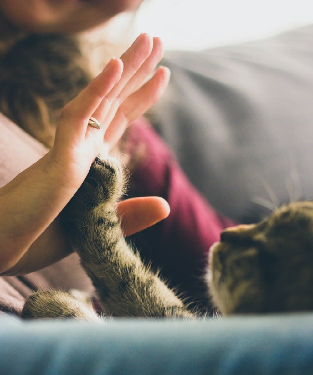 Una mano acompañando con cariño a una mascota
