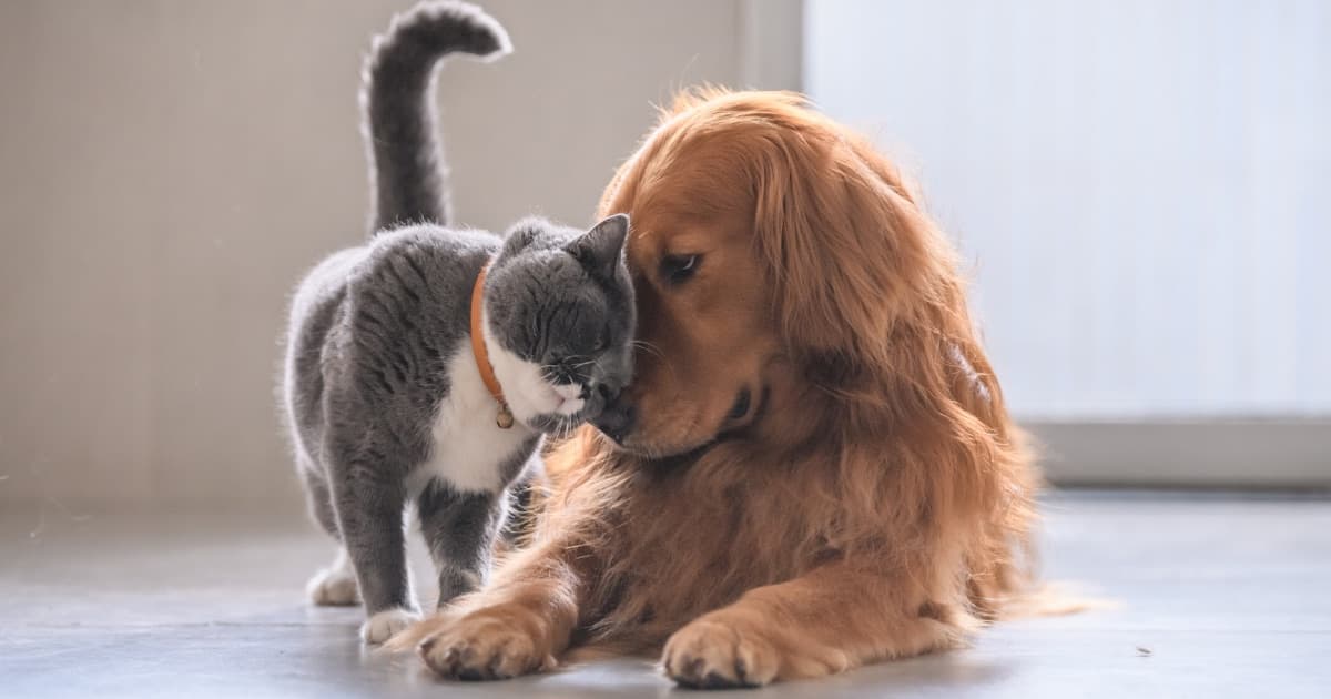 Un perro y un gato juntos, acompañados